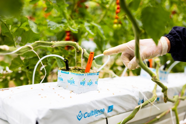 Sensoren zitten op een tomatenplant bevestigd. Een hand met latexhandschoen aan wijst ernaar.
