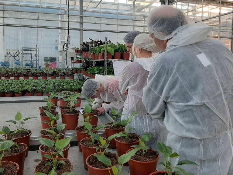 Studenten aan het werk in de kas bij Horti Science Park