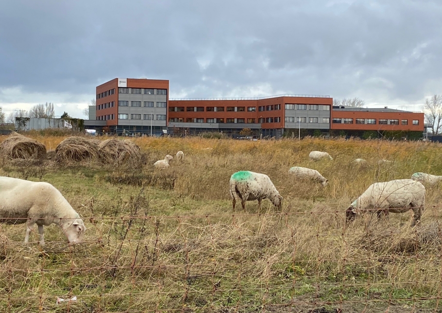 Natuurvriendelijk beheer op bedrijventerrein Heron in Pijnacker-Nootdorp: er grazen schapen.