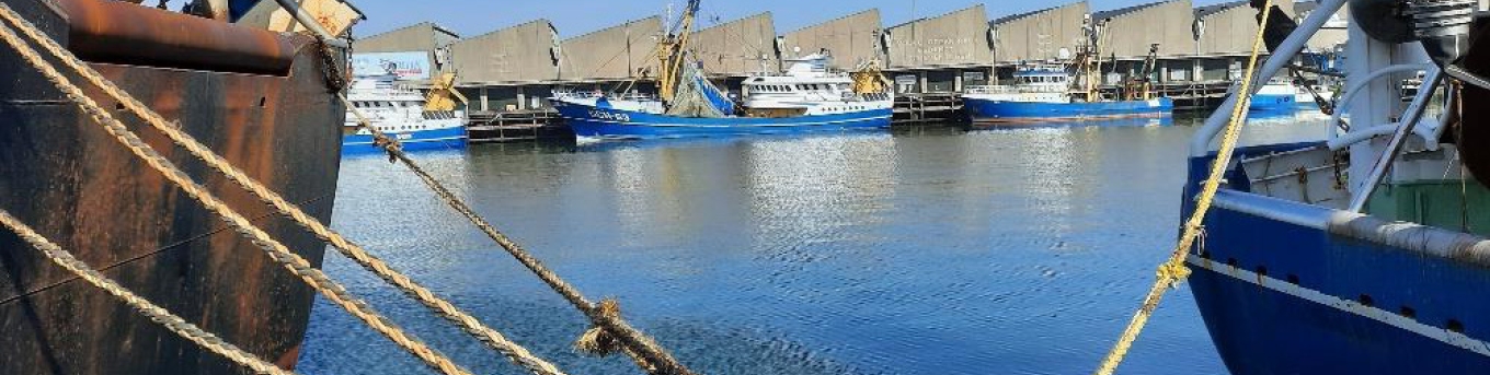 Visafslag Scheveningen