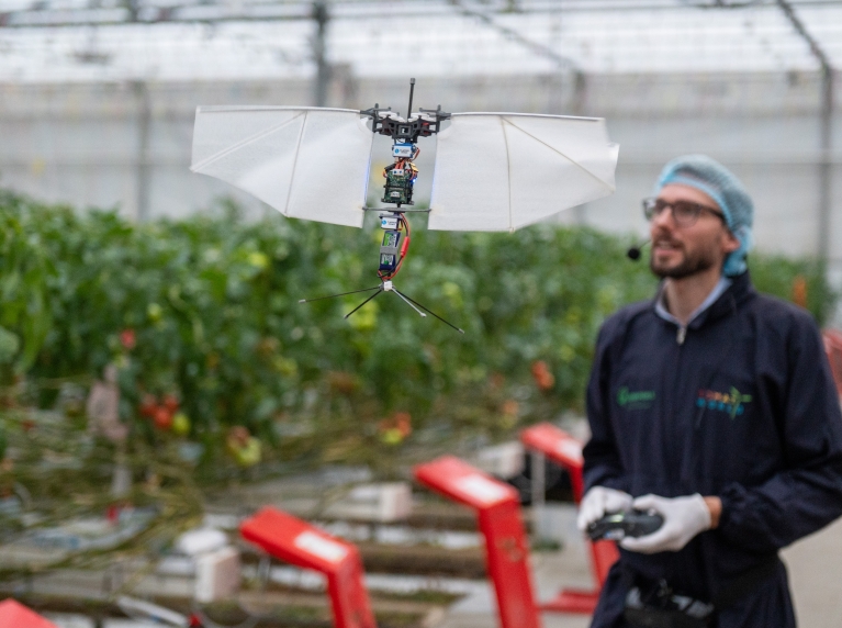 Een man met overall en haarnetje op bestuurt een drone in de vorm van een vlinder in een kas waar tomaten groeien.